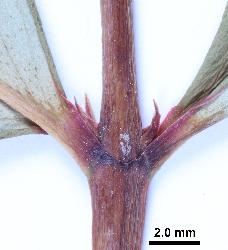 Hypericum kouytchense leaves have short but distinct petioles.
 © Landcare Research 2010 